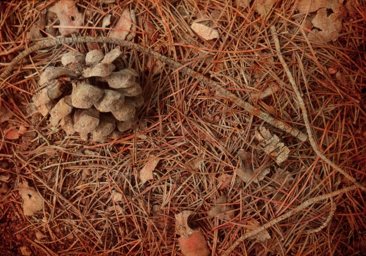 Mabon, fiesta del equinoccio de otoño